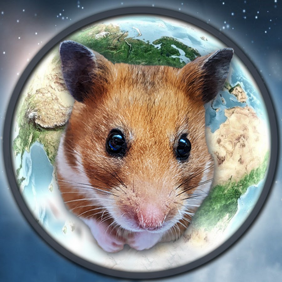 Hamster world cheap