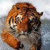 Tiger_the_Beast#8277