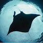 Devil Ray