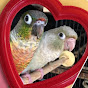 Green-cheeked parakeet  Rosy-faced lovebird