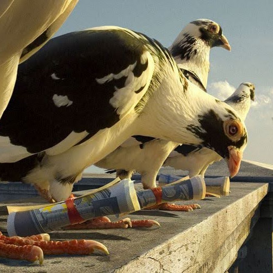 THE RACING PIGEONS OF TEPIC, NAYARIT, MEXICO - YouTube 