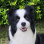 Border Collie Jianjian Official