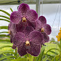 Ian’s Orchids