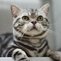 美国短毛猫 American Shorthair Cats