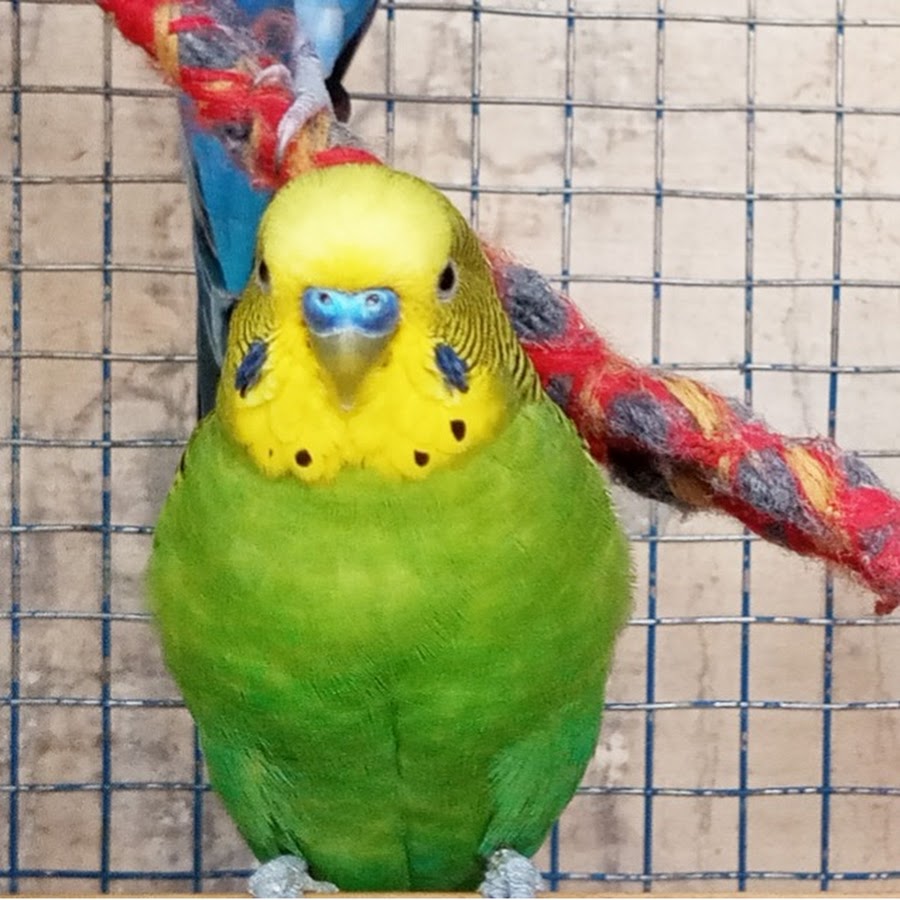 Beel Pet Budgie Sounds 