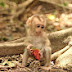 Abandoned Monkey Wild Life