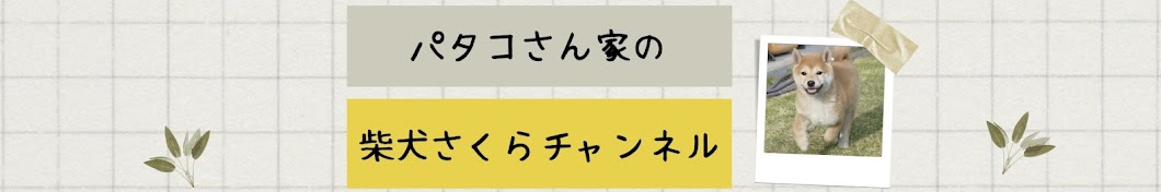 パタコさん家の柴犬さくらチャンネル