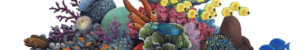 Reef And Fun - Aquarium Récifal Banner
