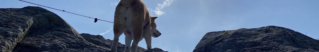 秋田犬に間違えられる柴犬さくら