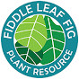 Claire, Fiddle Leaf Fig Resource Center