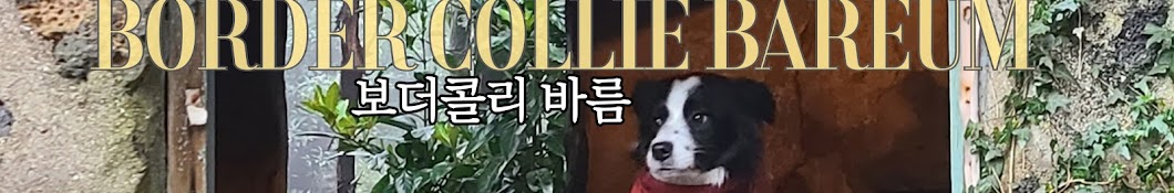 보더콜리 바름 / border collie.BAREUM