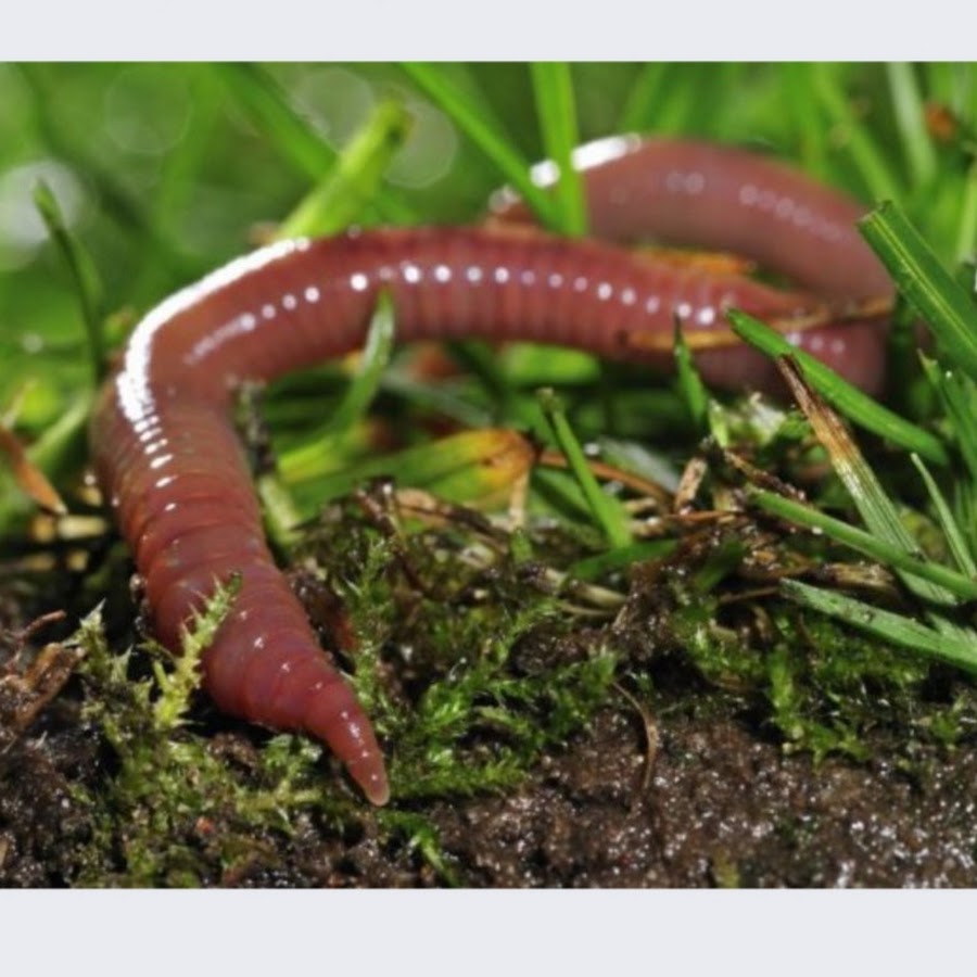 Что едят червяки дождевые. Дождевой червь кольчатый. Красный калифорнийский червь. Дождевые черви среда обитания. Красный червь (Lumbricus rubellus.