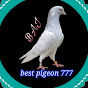 best pigeon 777