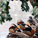 Healing Mandarin Duck