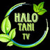 HALO TANI TV