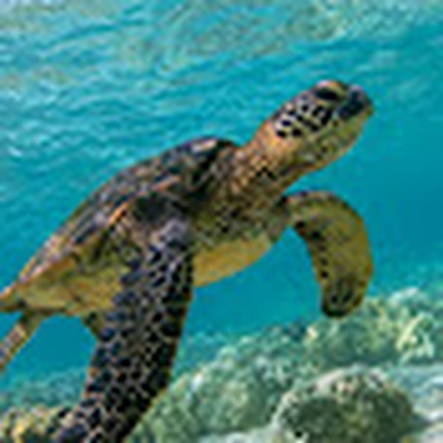 Turtlevr youtube