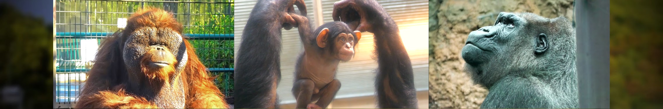 類人猿研究所 Great Apes Zoo - YouTube
