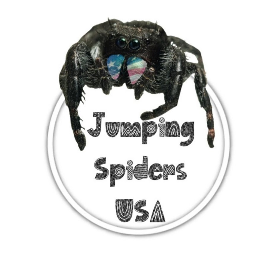 Regal Jumping Spider – Reptile Pets Direct