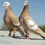 Baloch pigeon DIKhan