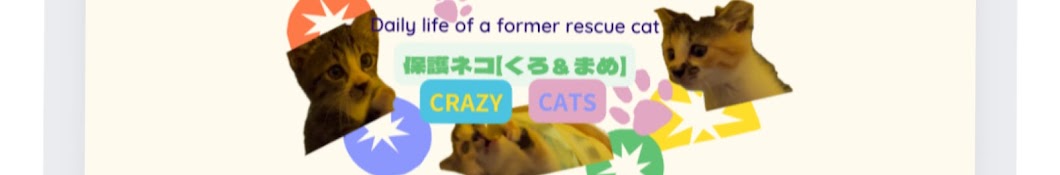 保護ネコ【くろ&まめ】#CRAZY CATS