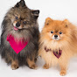 Lio and Chico The Pomeranian