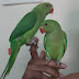 Parrotmyfriend6181