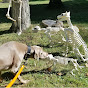 Holder the Weimaraner & his Dogwalker