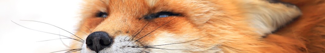 AngryFox