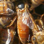 Beekeeping in Northern Ontario 