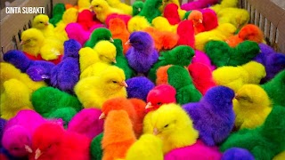 «Ayam Rainbow Gokil» youtube banner