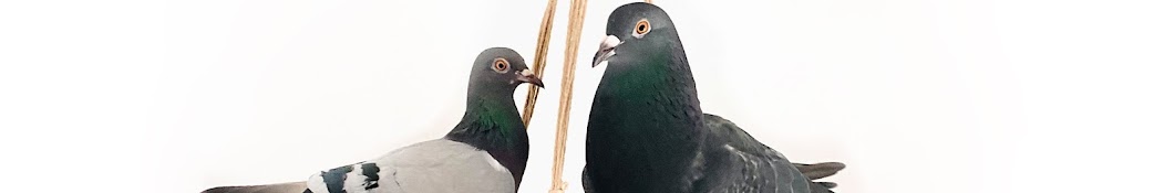 Palomacy Pigeon & Dove Adoptions