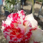 isat adenium nursary