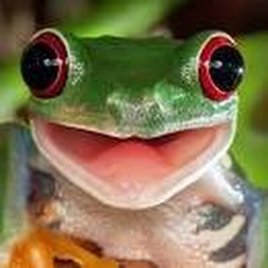 Frog видео