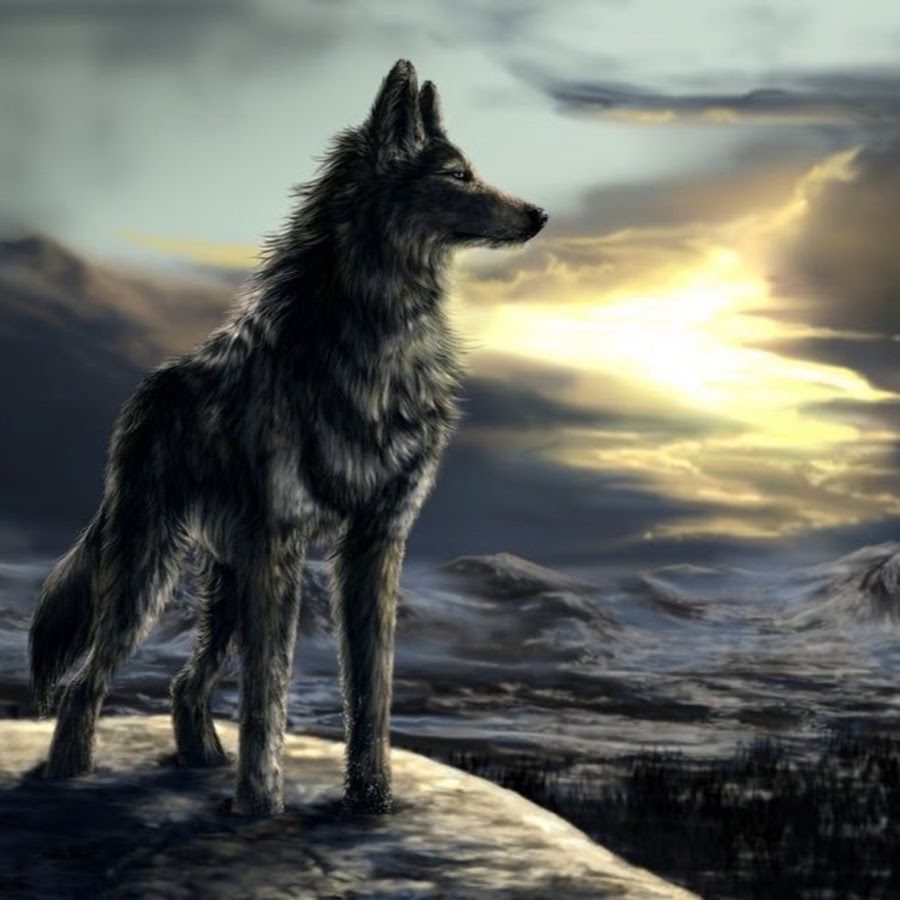 Красивый гордый волк