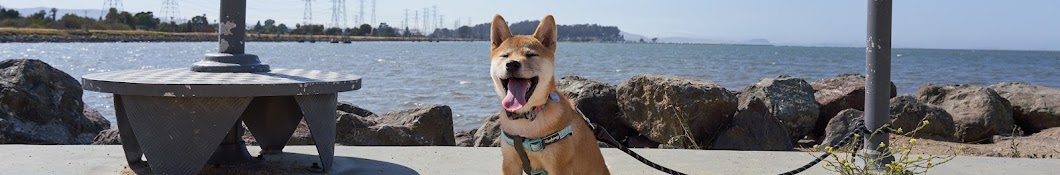 Cookie the Shiba Inu