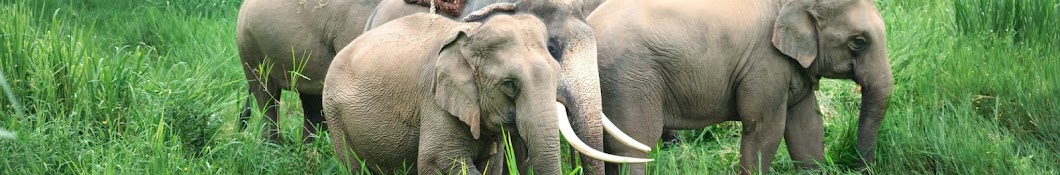 Thai Elephant Conservation Center Banner