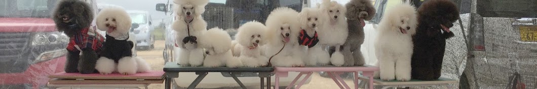 DogGrooming HAKU CHANNEL