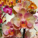 helen_orchids