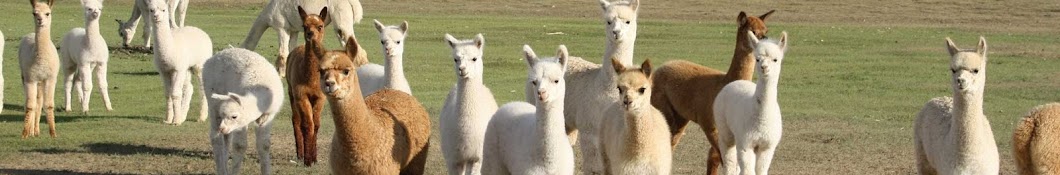 A to Z Alpacas