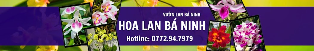 Hoa Lan Bá Ninh