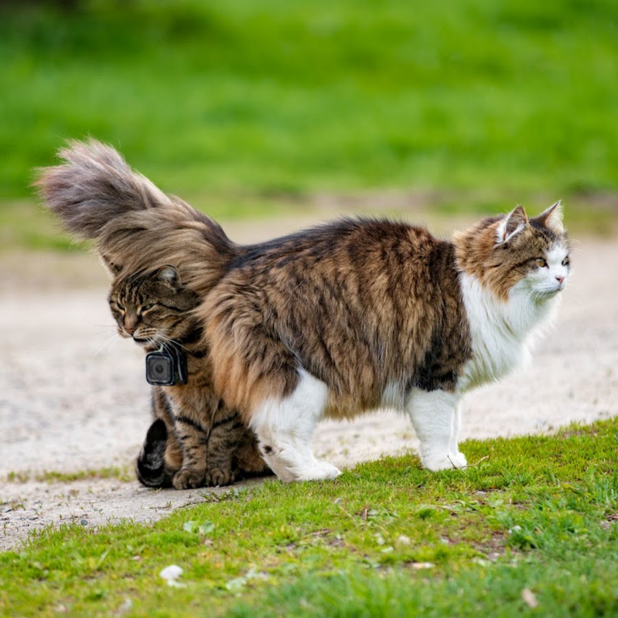 Cats with GoPro