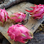 Texas Dragon Fruit