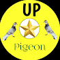 up star pigeon