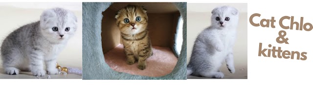 Cat Chloe & kittens