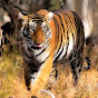 Tiger Family 038