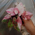 Caladium บอนสี thailand