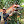 Dinomaniauk avatar
