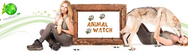 Animal Watch