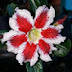 Rare Adenium Plants Online Sale