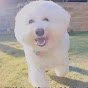 Bichonfrise Coron